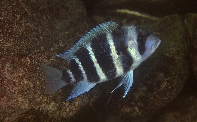 Cyphotilapia gibberosa 'Nzwema'